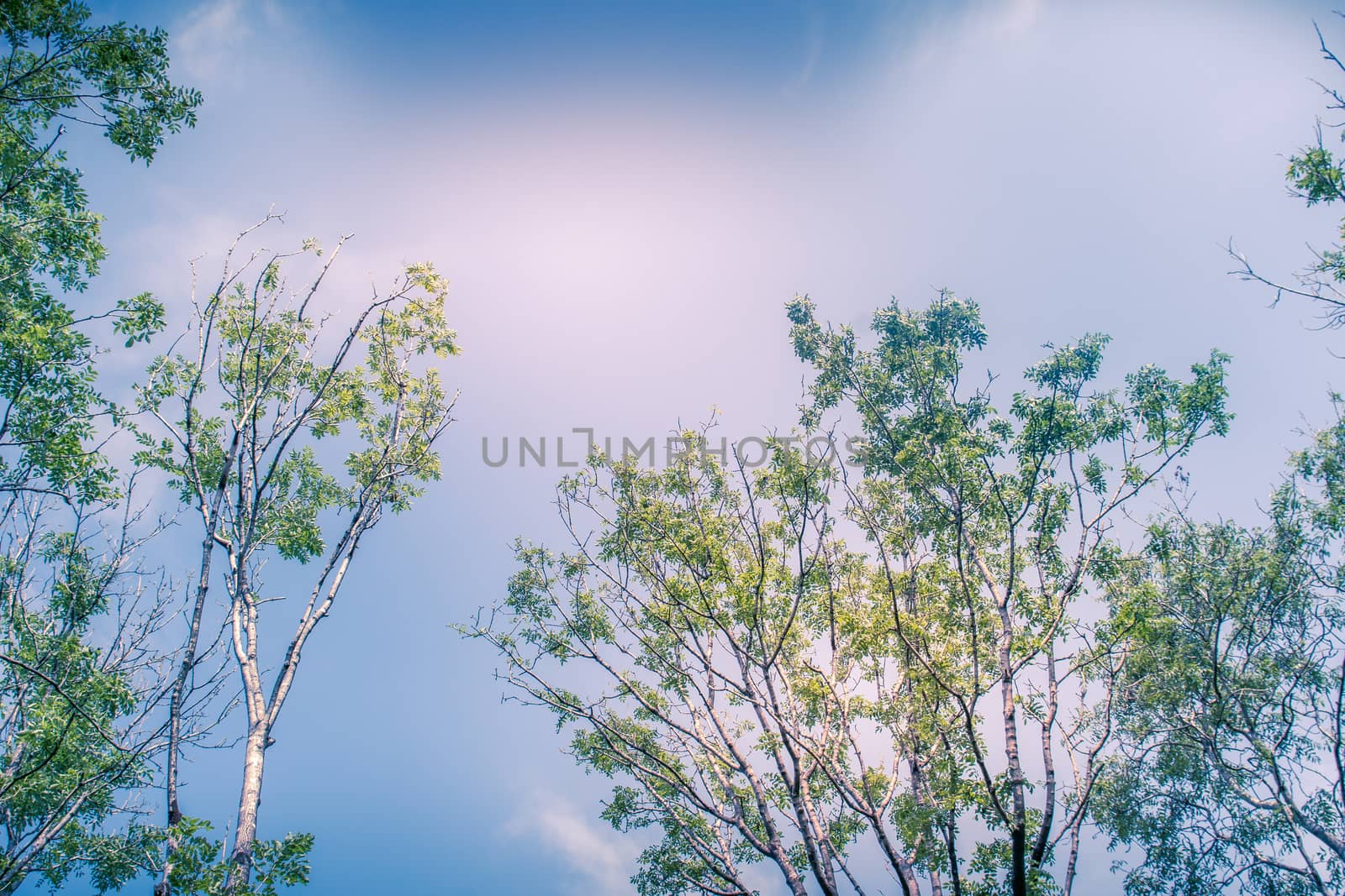 Sunlit Tree Canopy dappled with golden light and blue sky UK by paddythegolfer