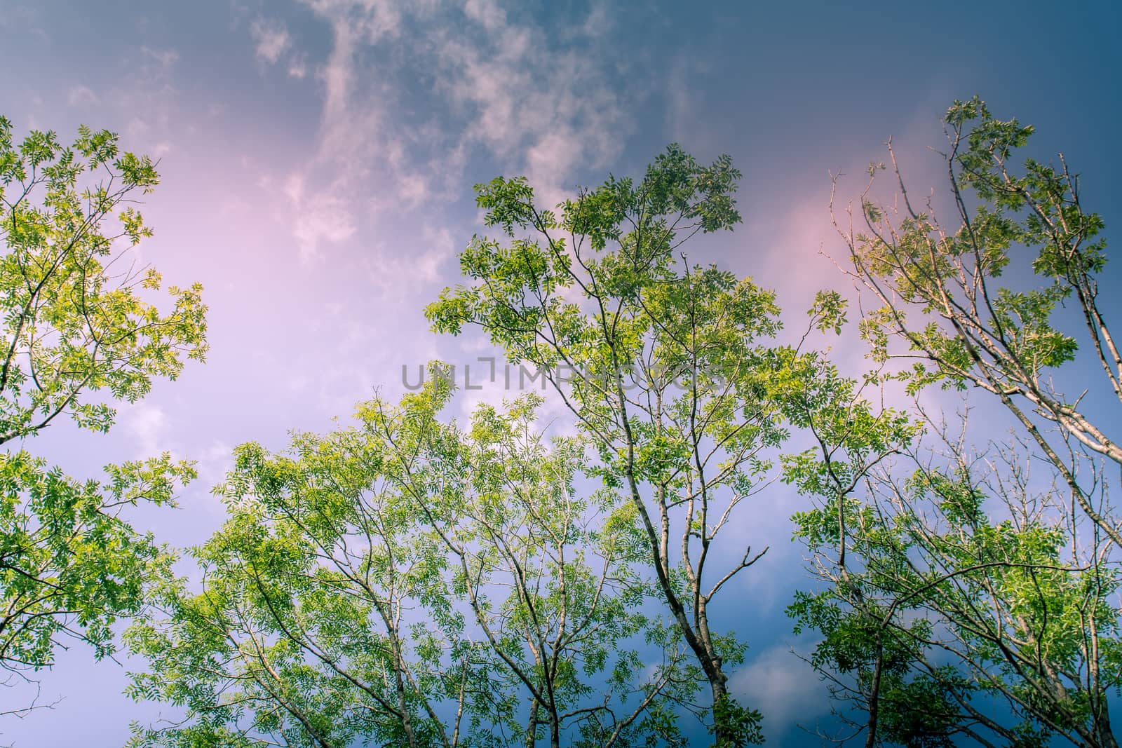 Sunlit Tree Canopy dappled with golden light and blue sky UK by paddythegolfer