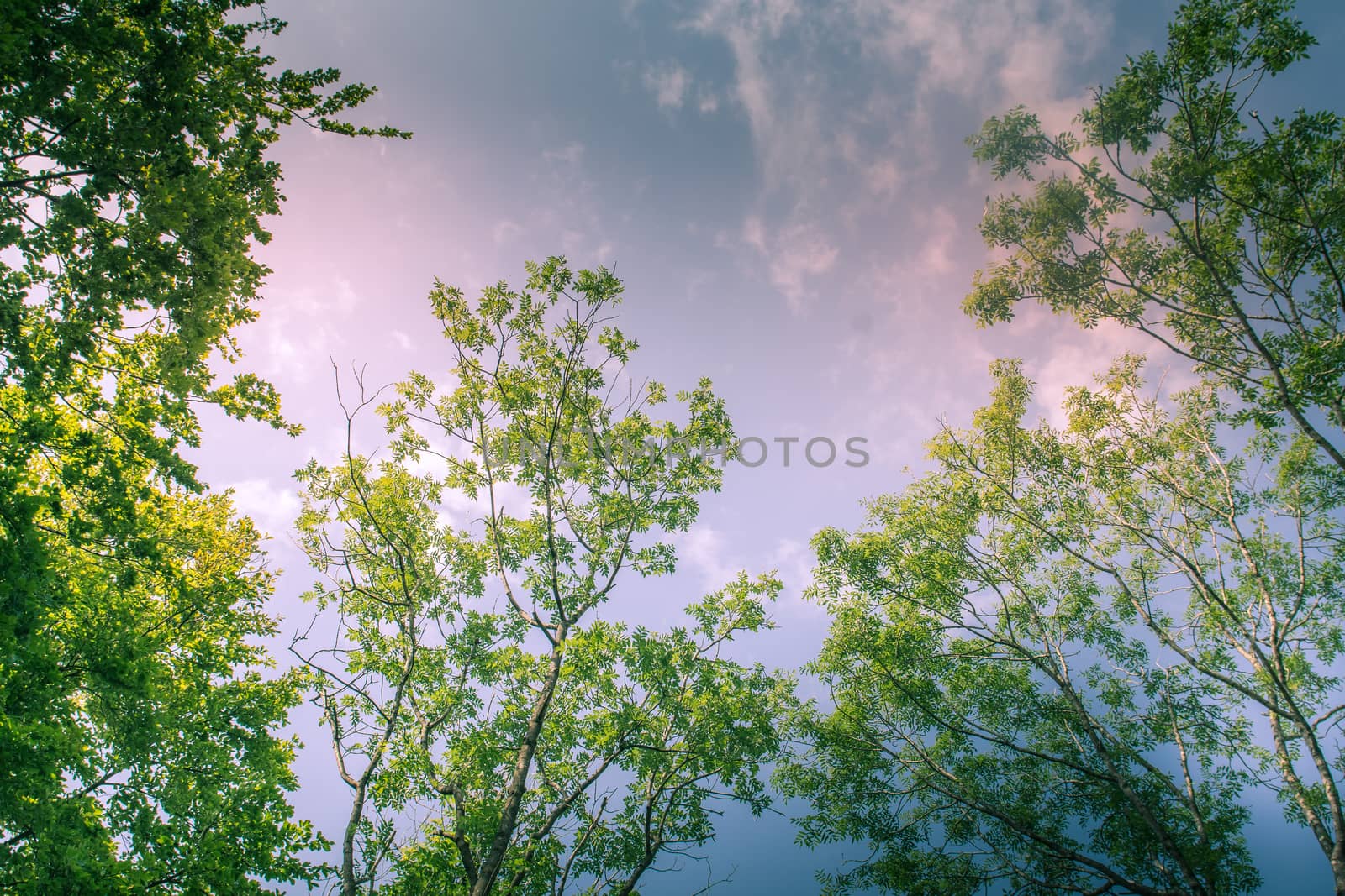 Sunlit Tree Canopy dappled with golden light and blue sky UK by paddythegolfer