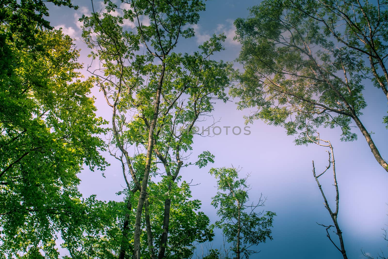 Sunlit Tree Canopy dappled with golden light and blue sky UK by paddythegolfer