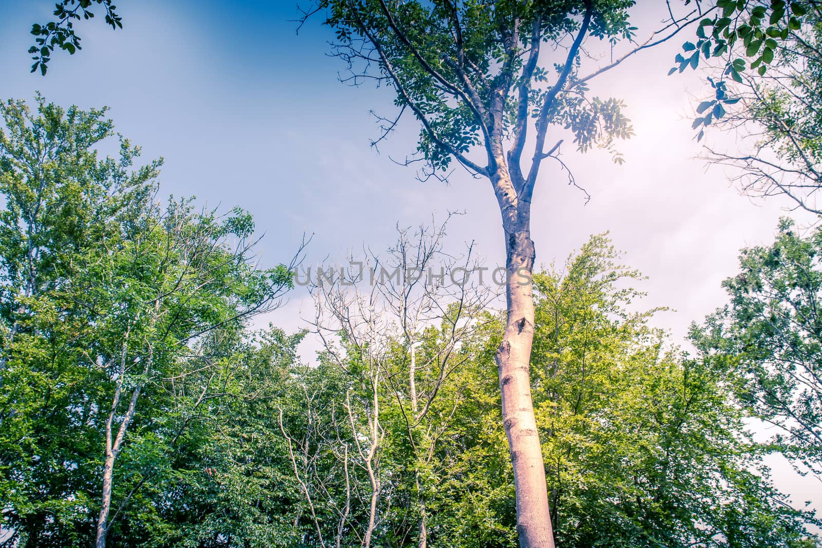 Sunlit Tree Canopy dappled with golden light and blue sky UK by paddythegolfer