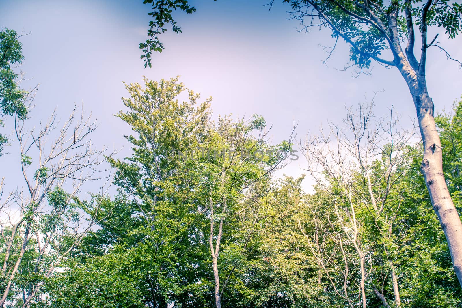 Sunlit Tree Canopy dappled with golden light and blue sky UK by paddythegolfer