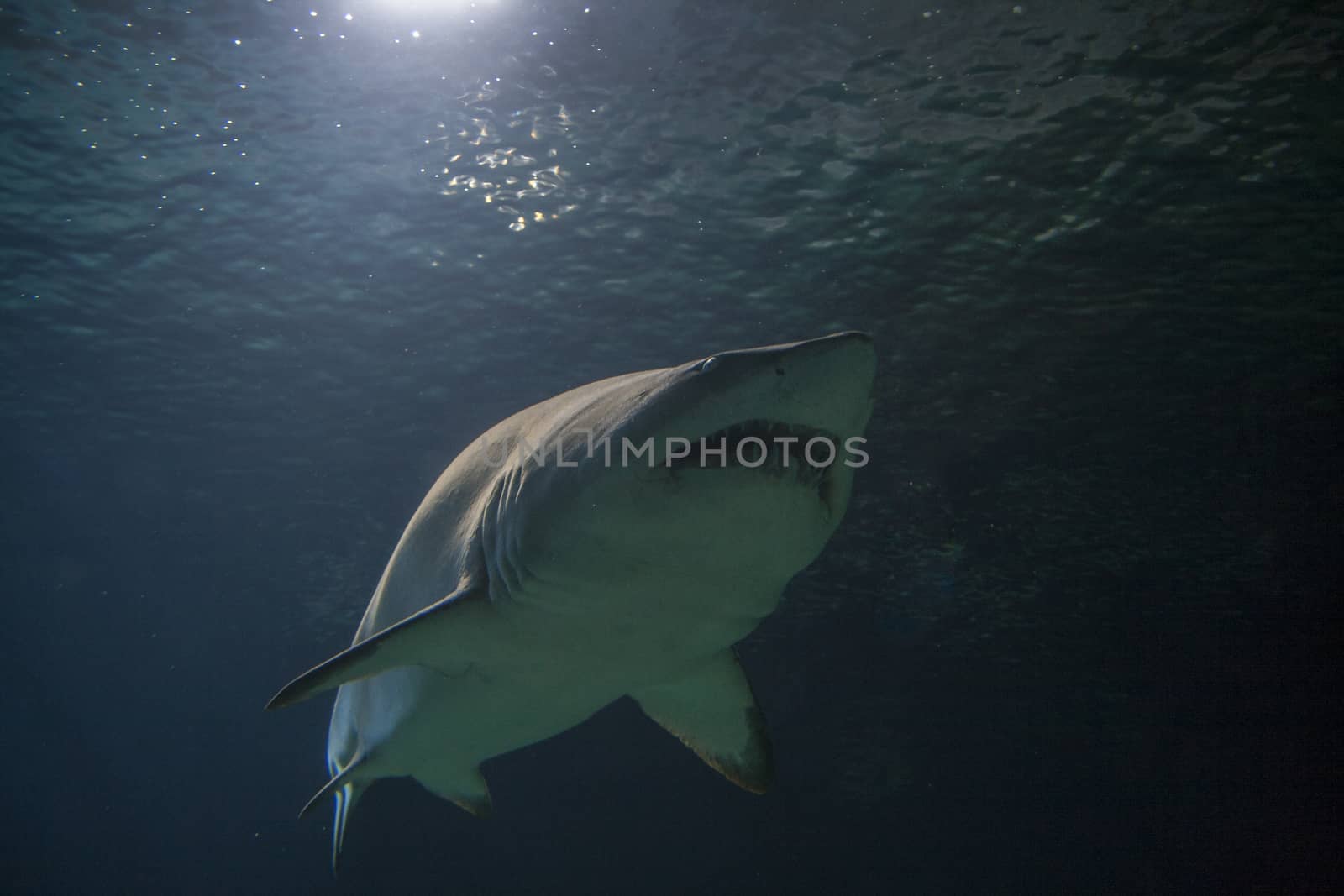 blacktip reef shark - Carcharhinus melanopterus- saltwater fish by tanaonte