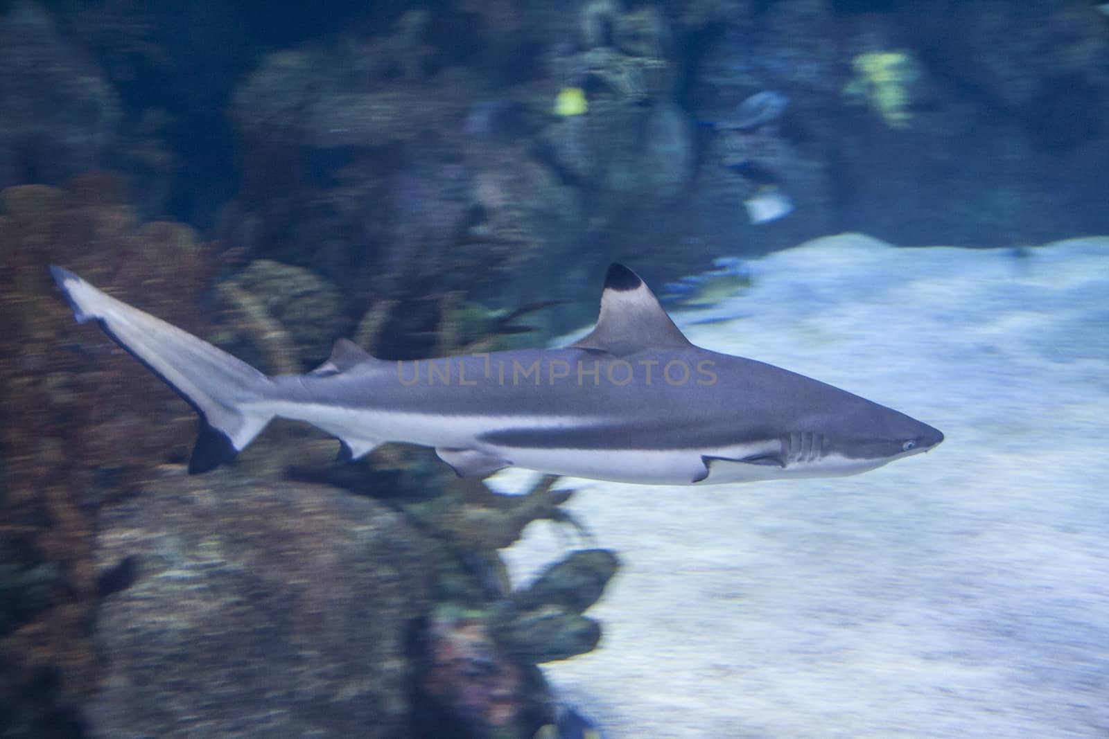 The blacktip reef shark Carcharhinus melanopterus is a species of requiem shark, in the family Carcharhinidae, easily identified by the prominent black tips on its fins .