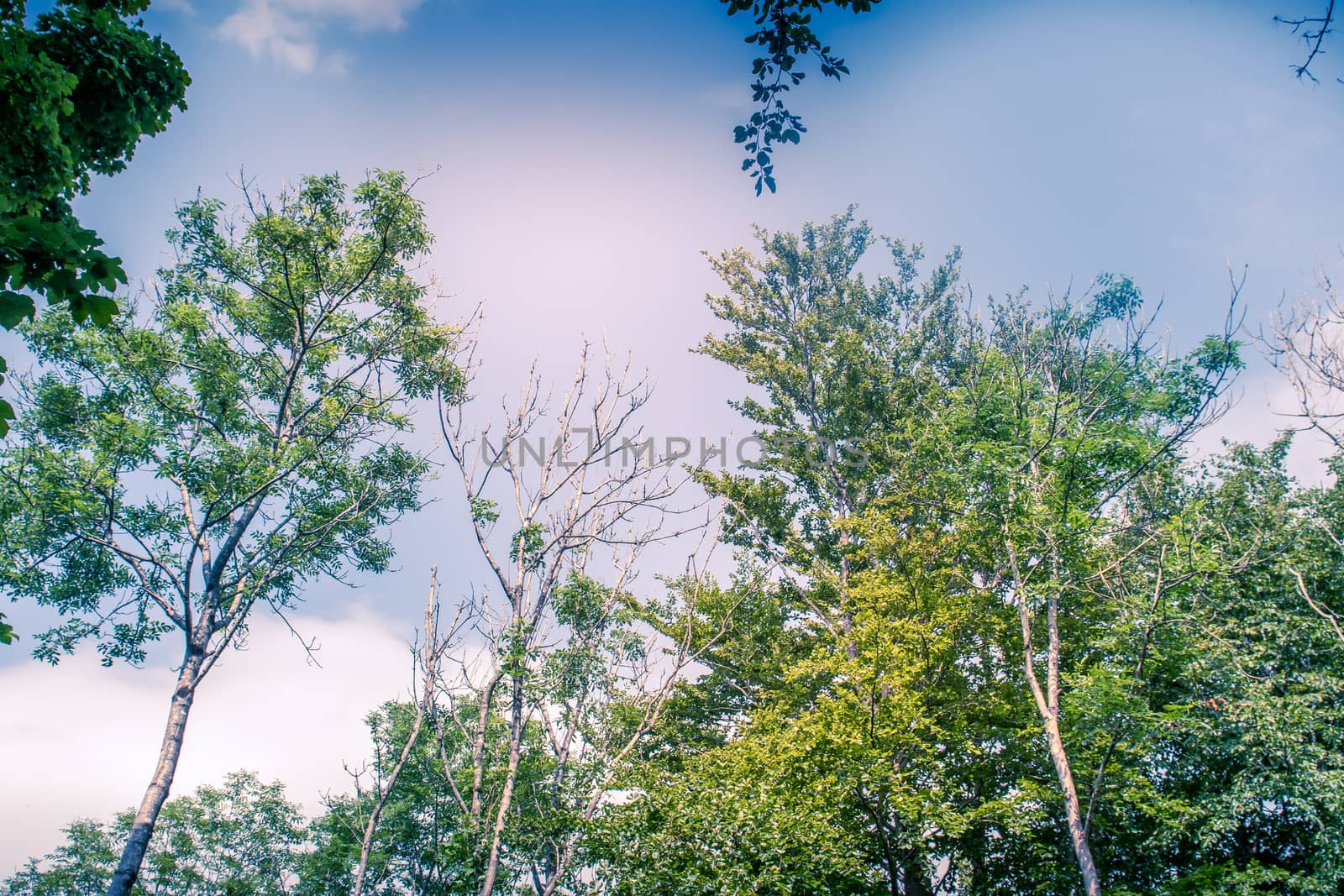 Sunlit Tree Canopy dappled with golden light and blue sky UK by paddythegolfer