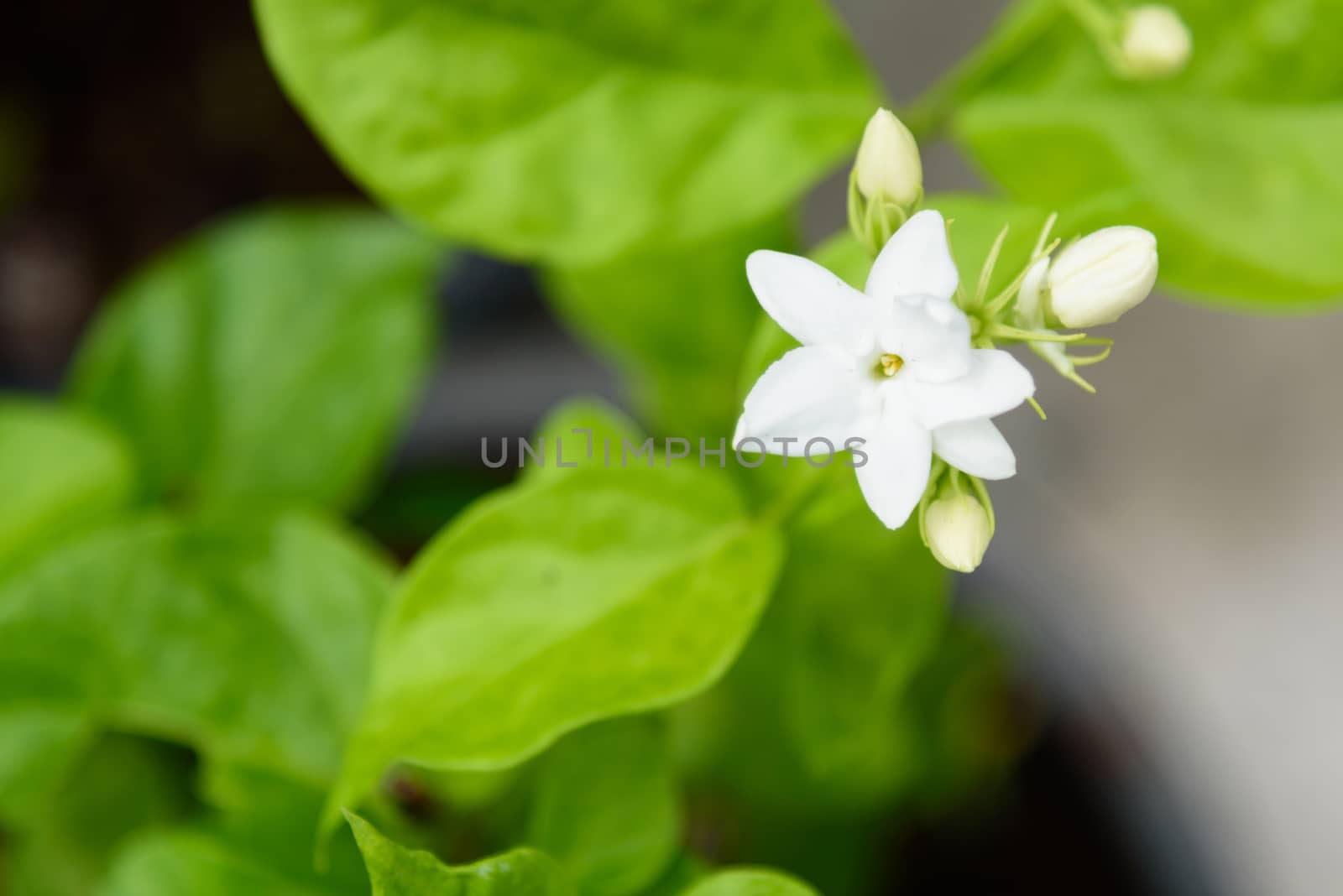 a fresh jasmine in garden by rukawajung