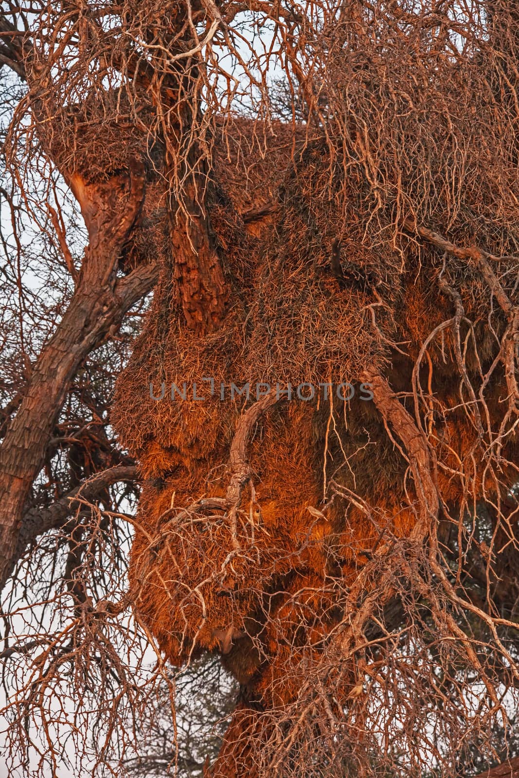 A large Social Weaver (Piletairus socius) nest in a Camelthorn (Vachellia erioloba) tree in the Kgalagadi Trans Frontier Park, South Africa