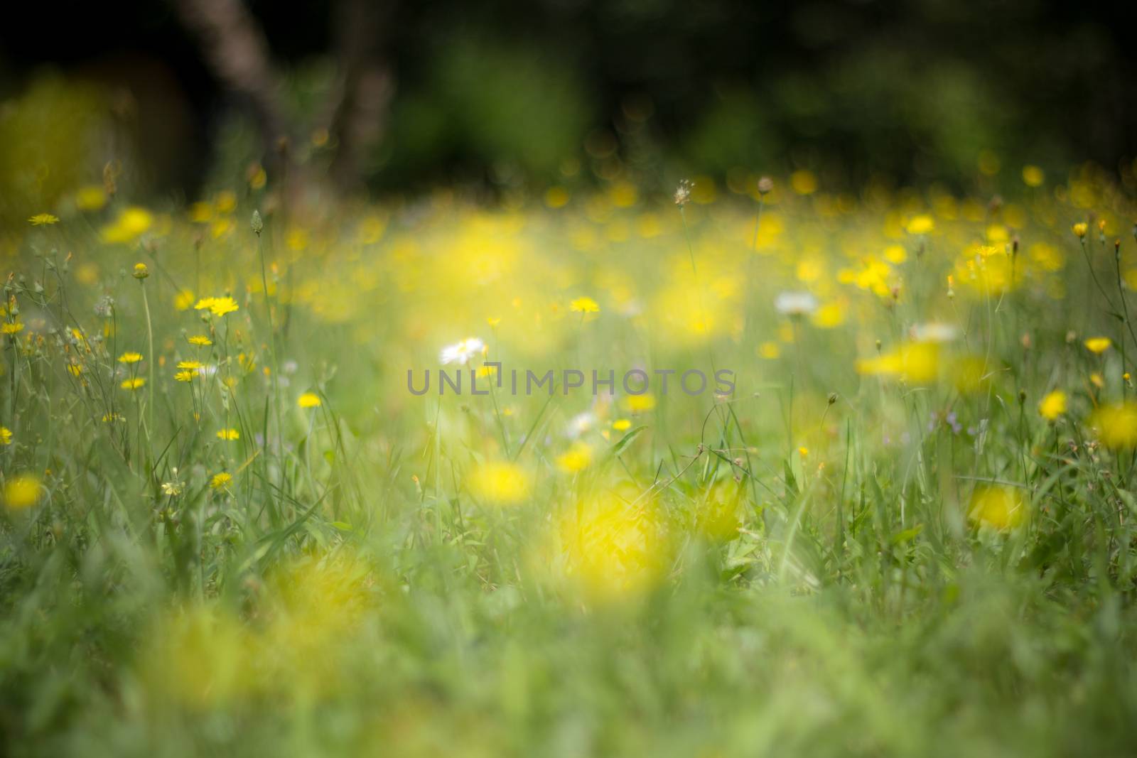 A carpet of flowers in a green field. Spring has arrived.