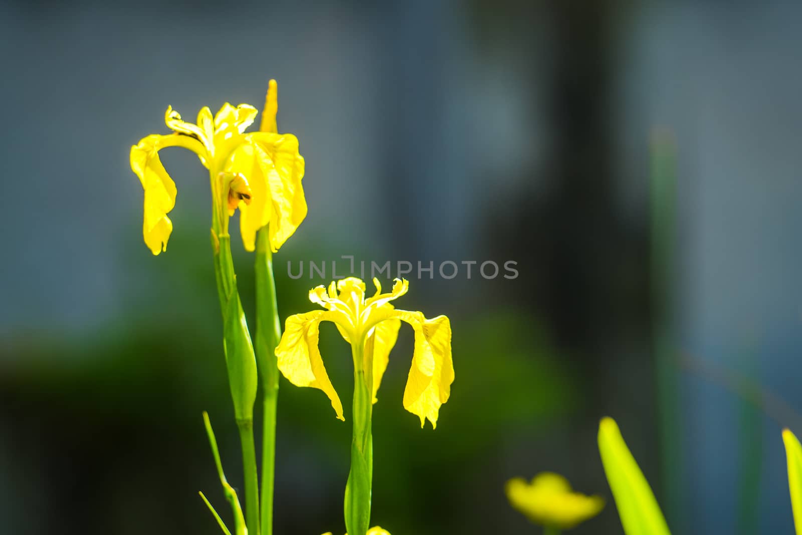 three wild yellow flag iris in a pond with diffused background