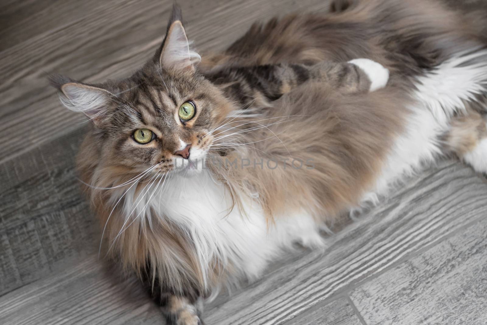 Closeup portrait of Maine Coon cat lies on a wooden floor