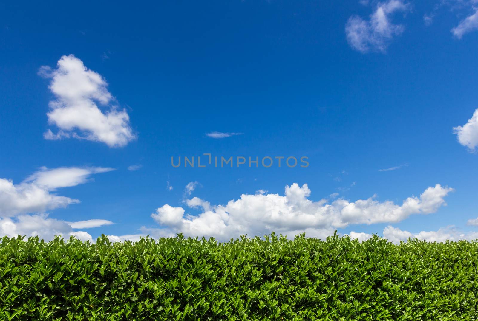 Green bush on bright blue sunny sky background