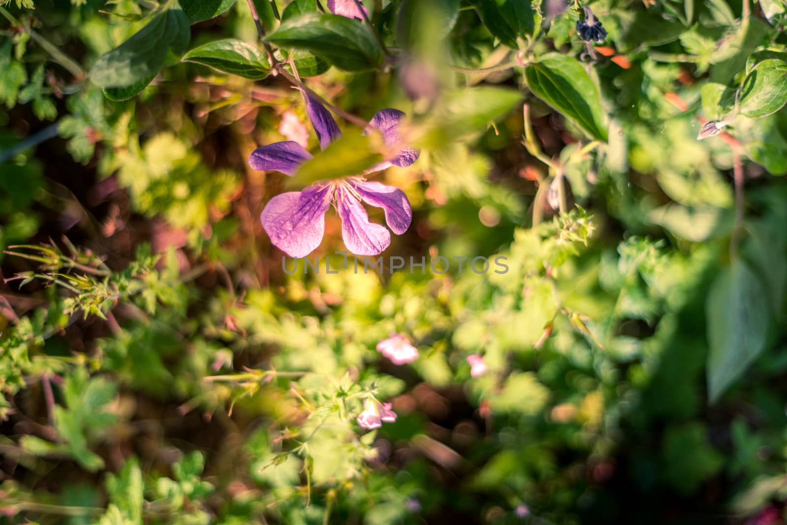 Beautiful blooming campion in sunlight in June by paddythegolfer