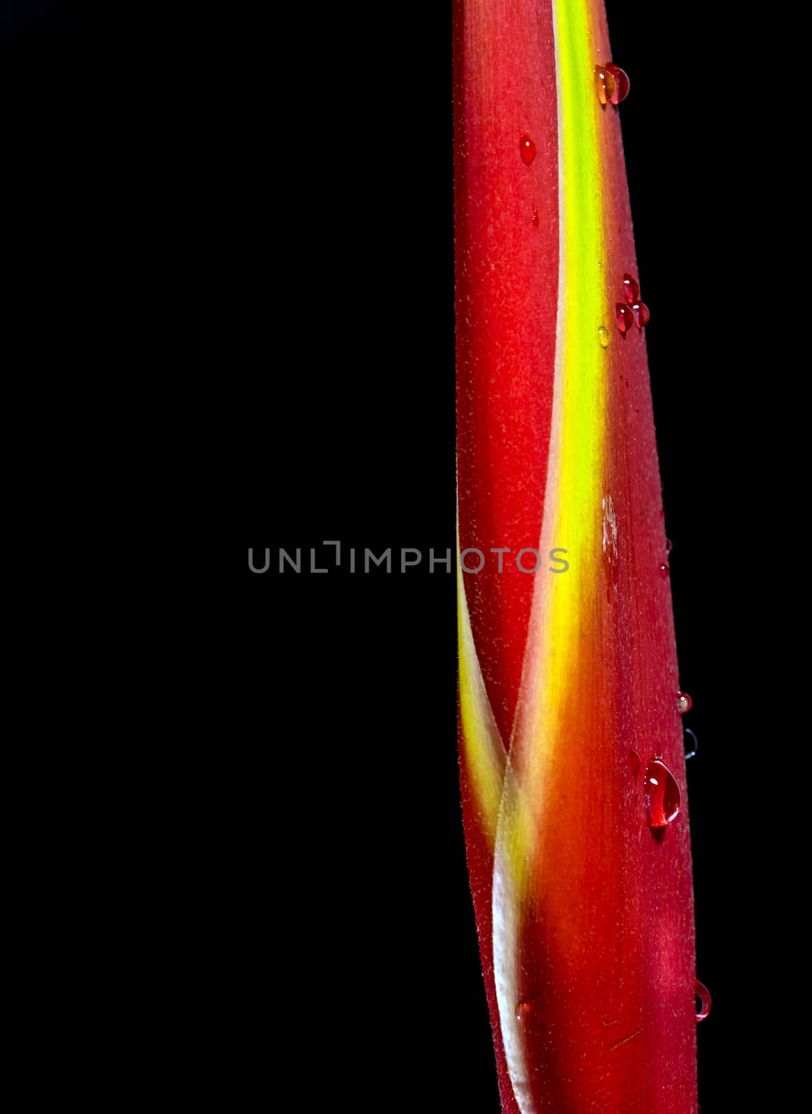 Hanging lobster claws flower in black background