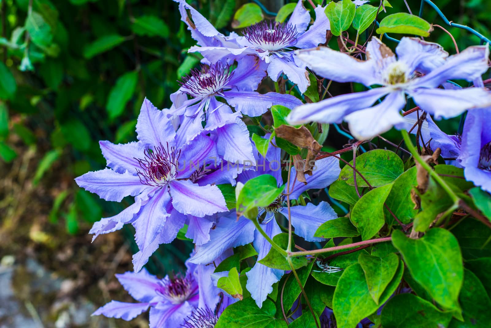 Flowering blue clematis in the garden. Beautiful lilac clematis flower by paddythegolfer