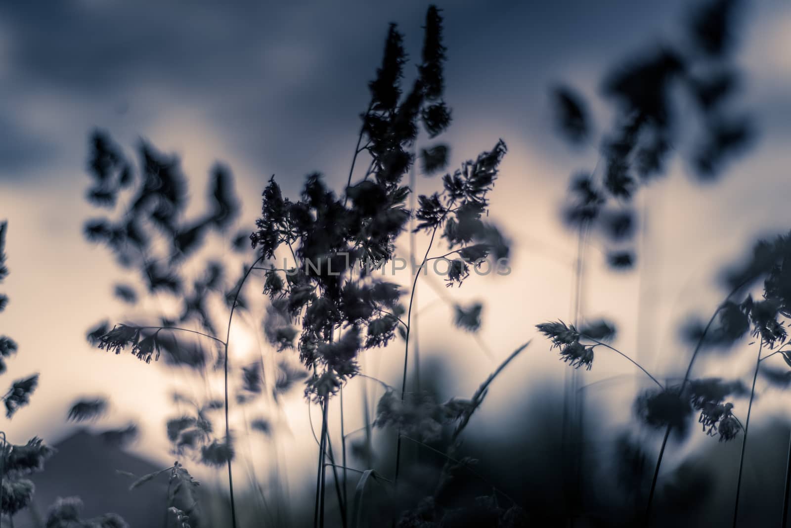 Cocksfoot grass on a sunny eveing with a shallow depth of field UK