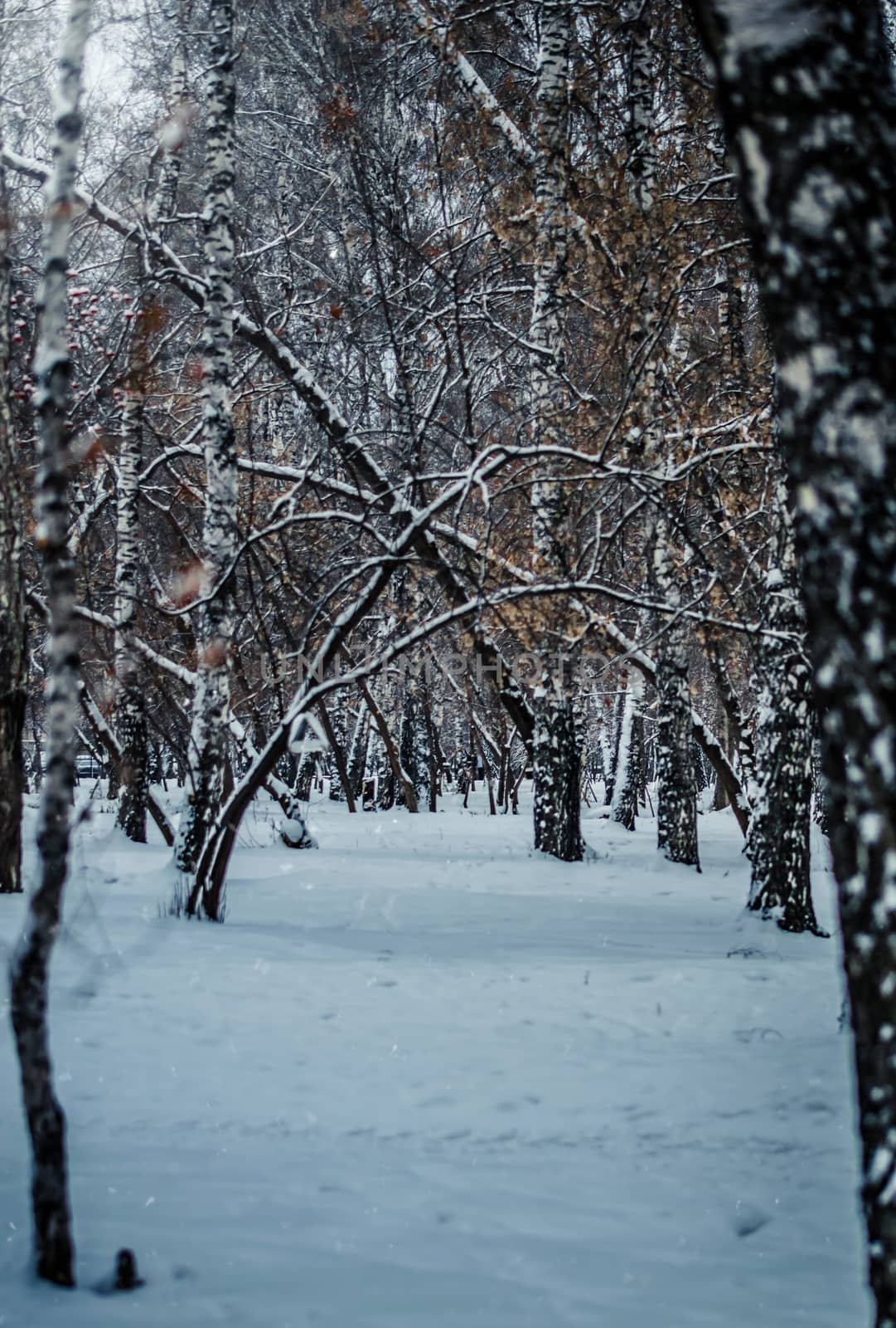 Snow-covered branches of trees on a frosty winter day.