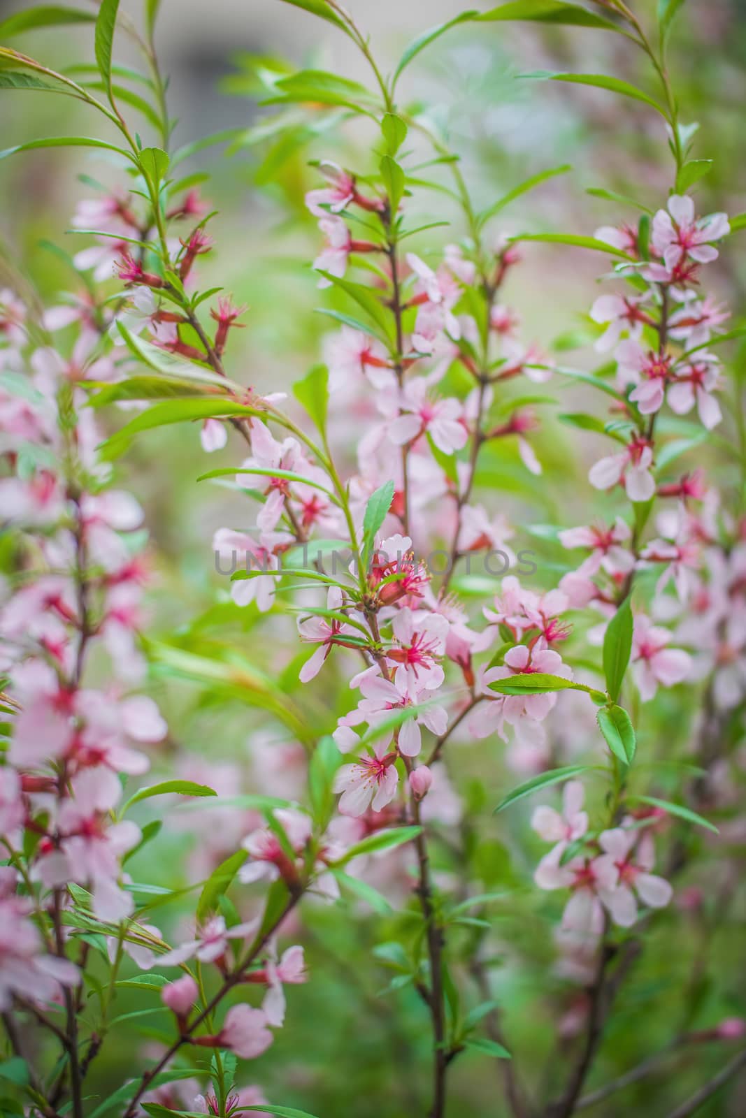 Flowering pink almond close up
