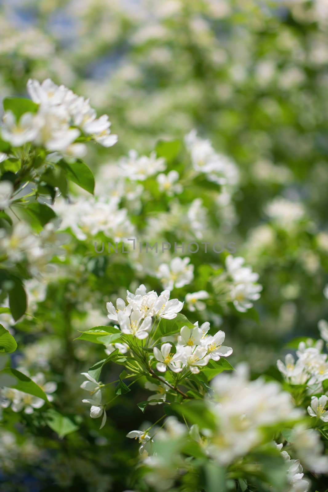 Branch of a blossoming apple tree in white flowers against the sky