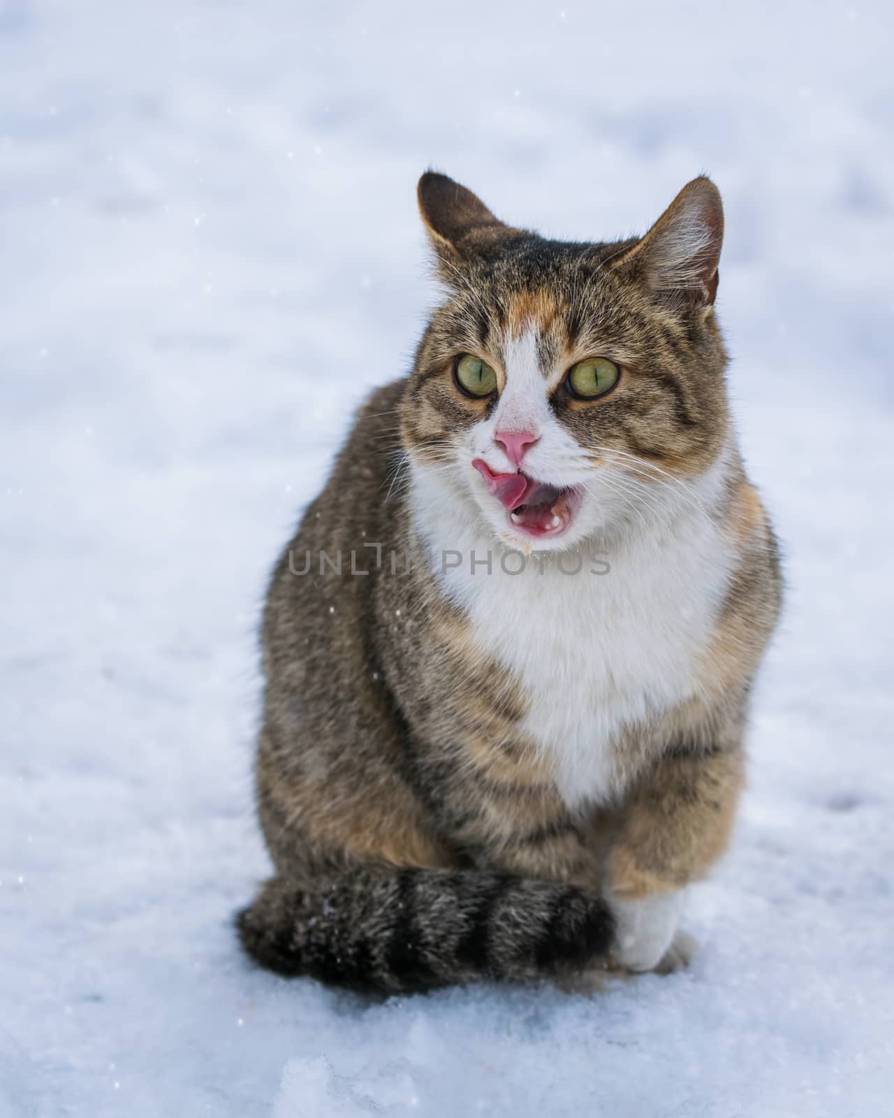 Cat licking in the snow on a winter day outdoors
