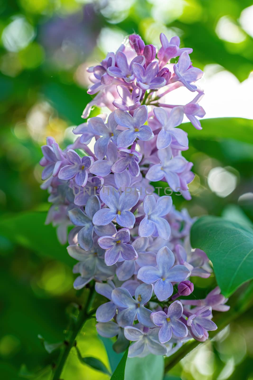 Branch of blossoming lilac on a sunny day close up on a blurred background.