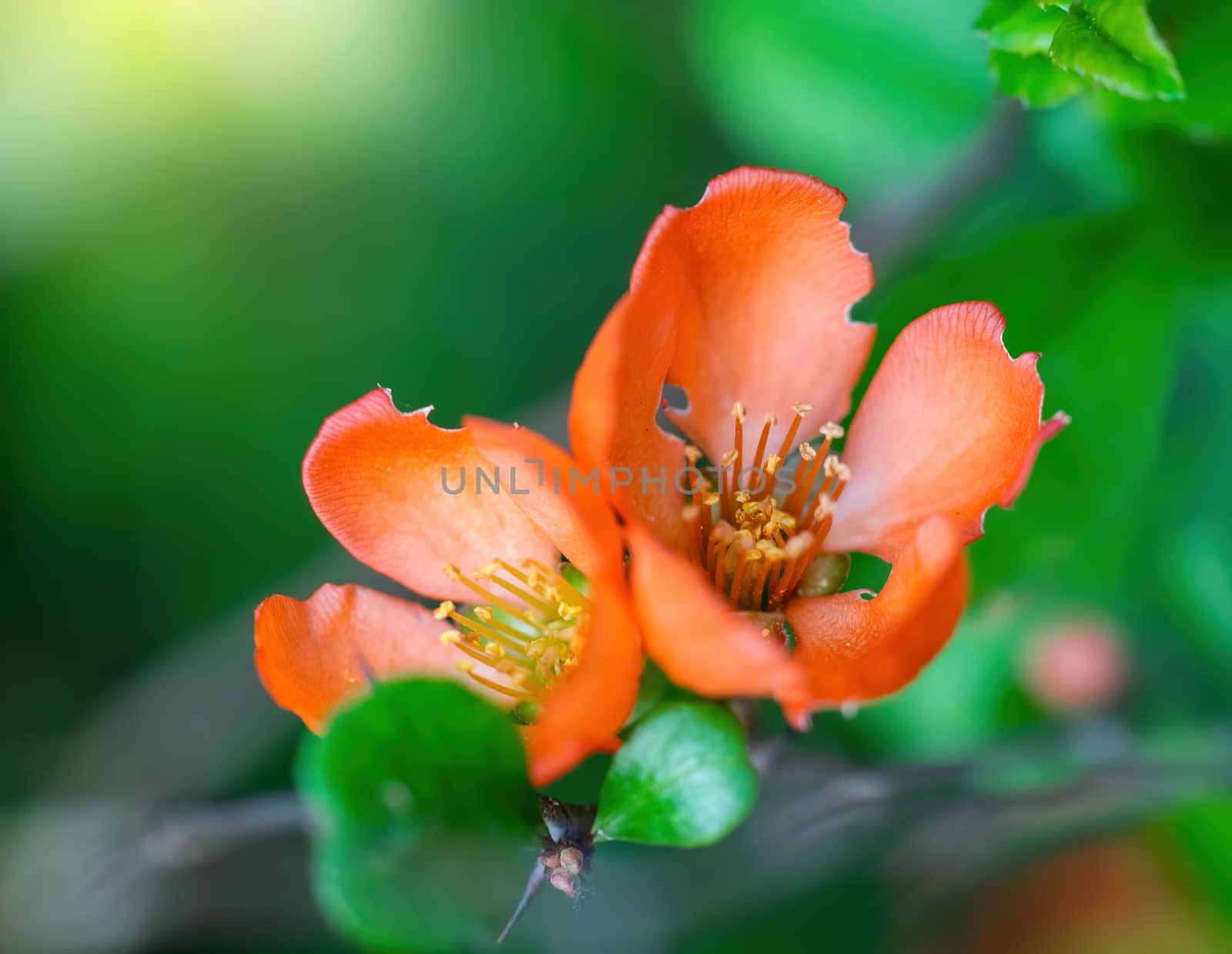 Blooming Japanese quince with bright flowers outdoors in spring day close up