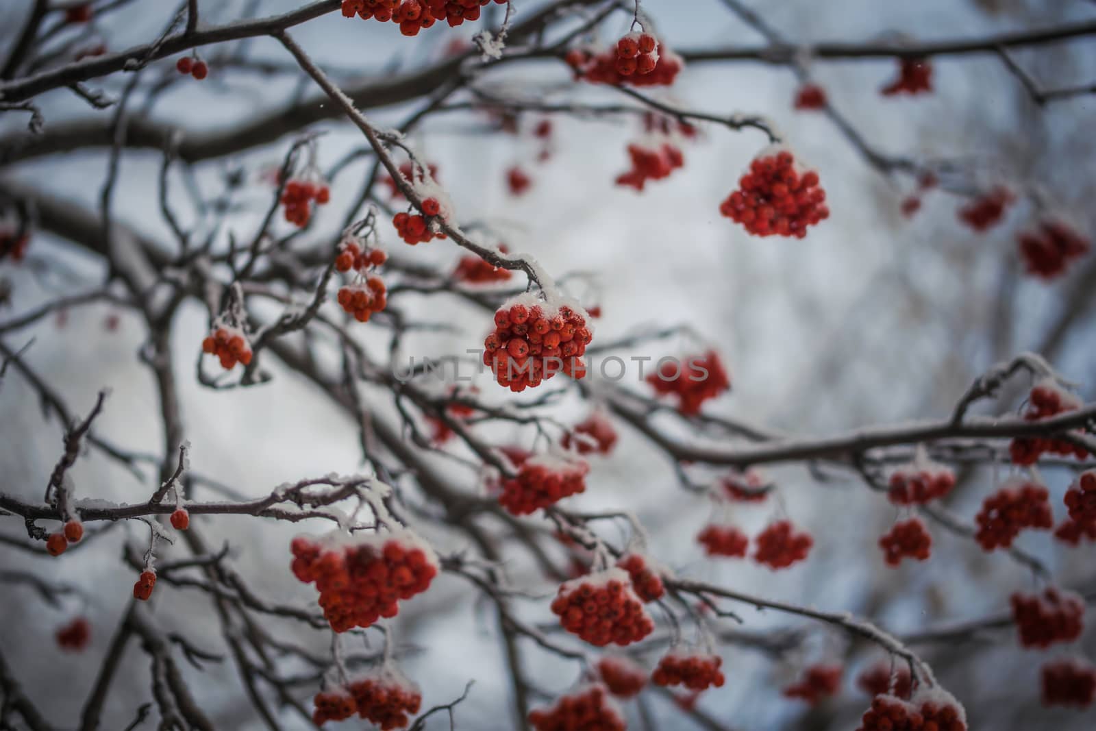 Snow-covered branches of red mountain ash on a cold winter day.