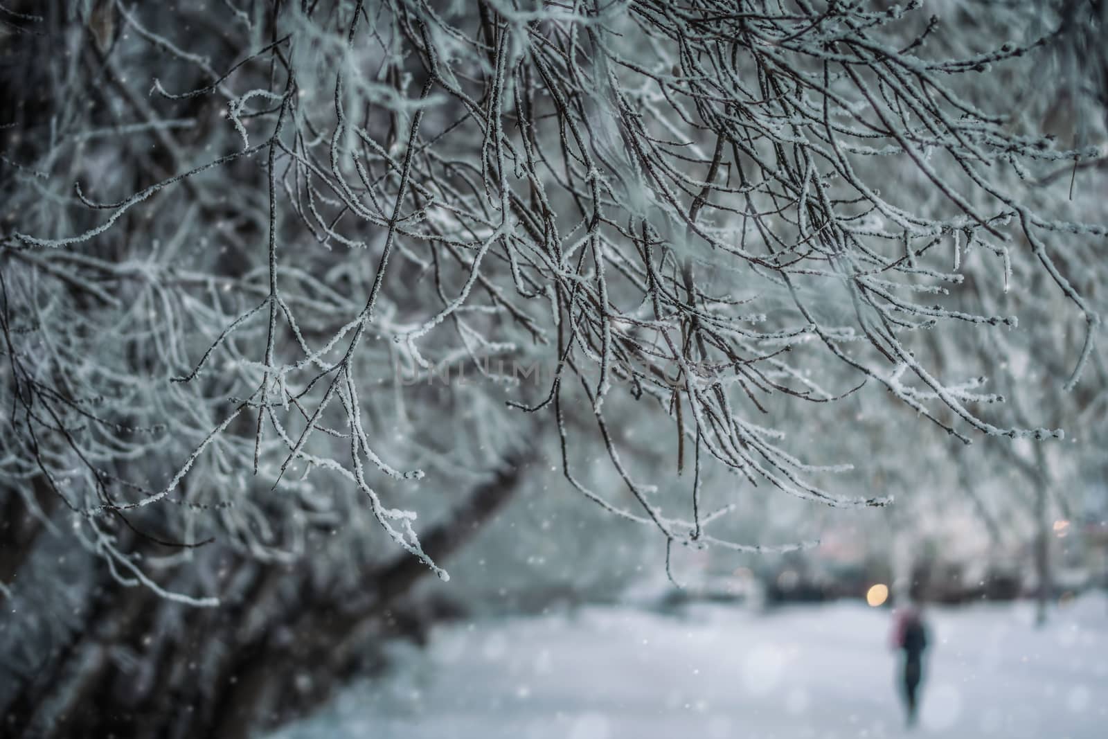Snow-covered branches of trees on a frosty winter day.