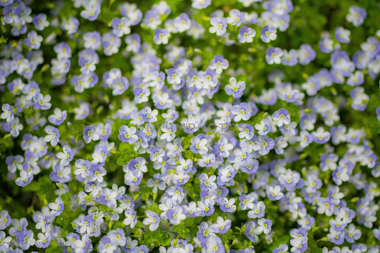 Blue flowers Veronica speedwell closeup in meadow