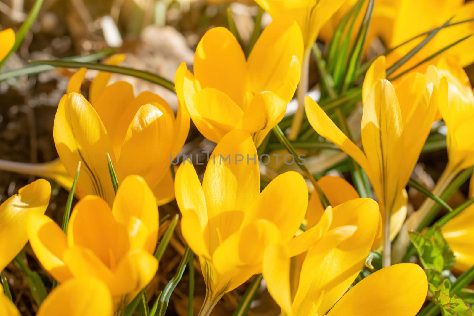 Fresh flowers of yellow crocus in spring in the garden.