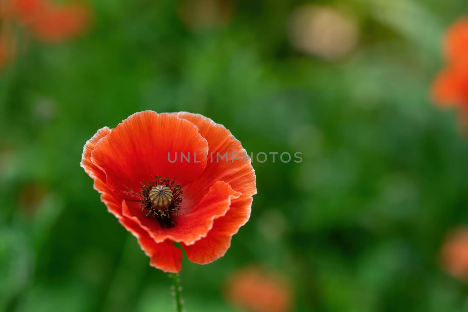 Red poppy flower closeup in summer in the garden.