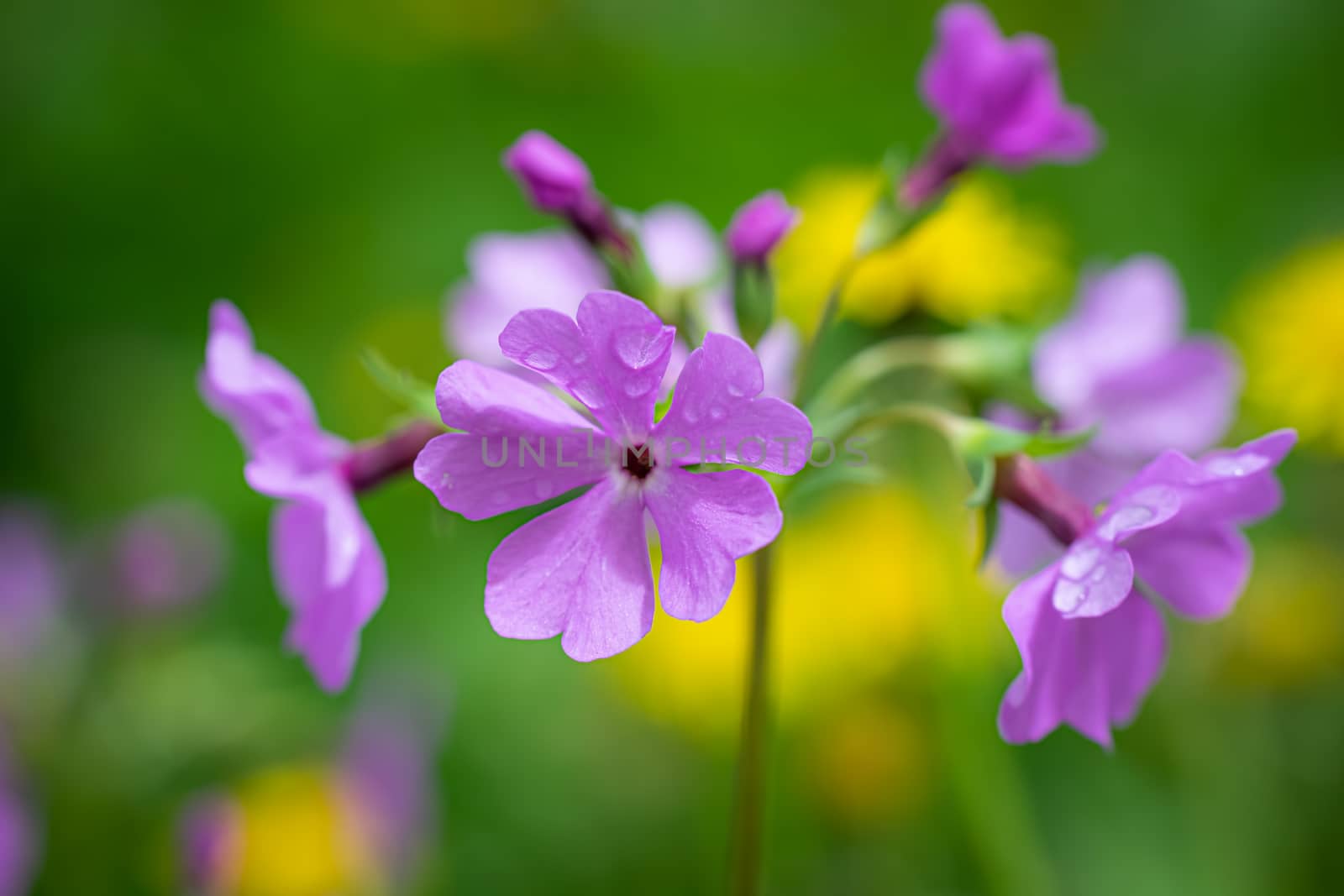 Pink phlox flower close up in summer garden