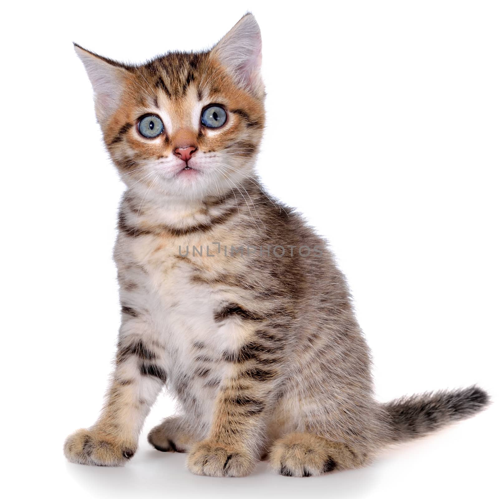 Shorthair brindled kitten isolated sitting on a white background.