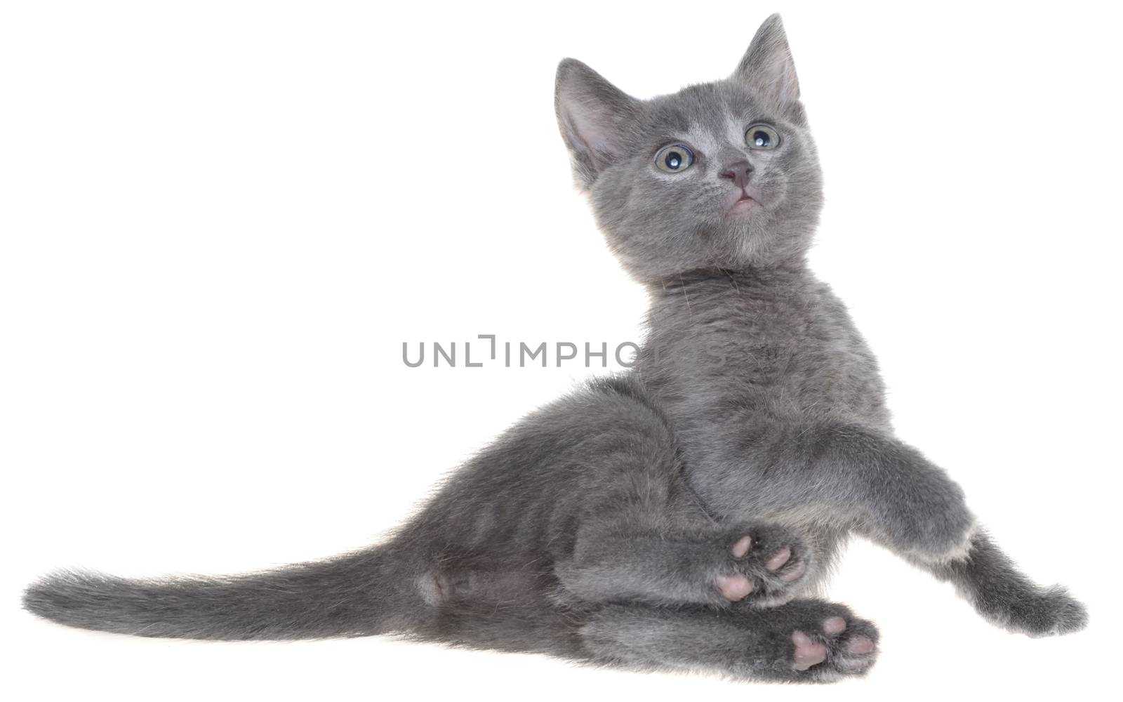 Small kitten playing isolated on a white background