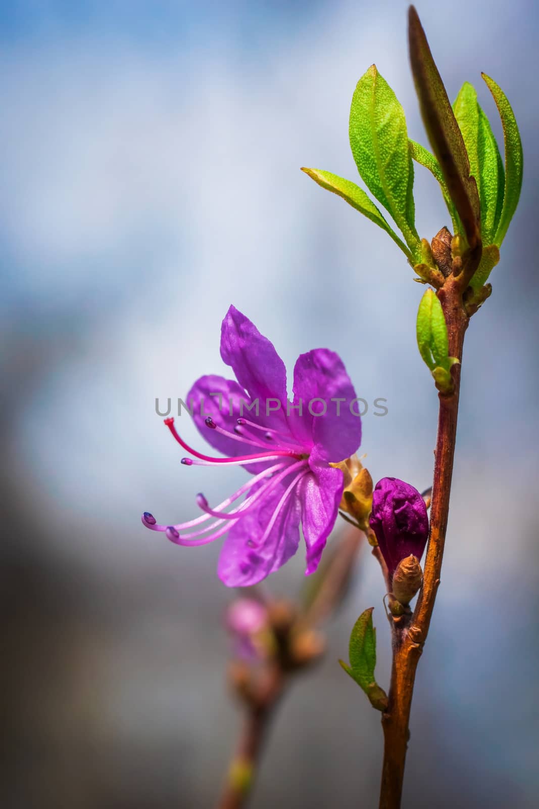Spring flowering pink almond macro.
