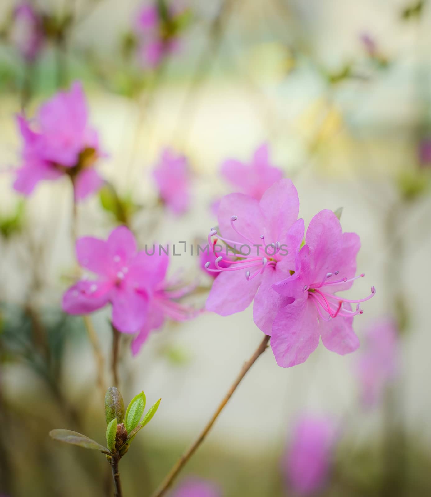 Spring flowering pink almond closeup on a blur background.