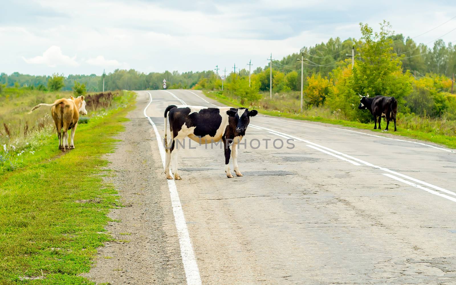 cows crossing the road, danger to cars by jk3030