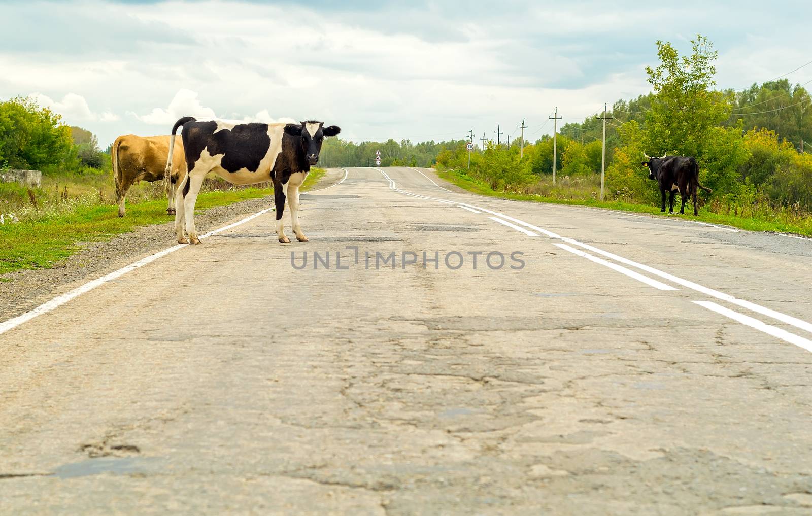 cows crossing the road, danger to cars by jk3030