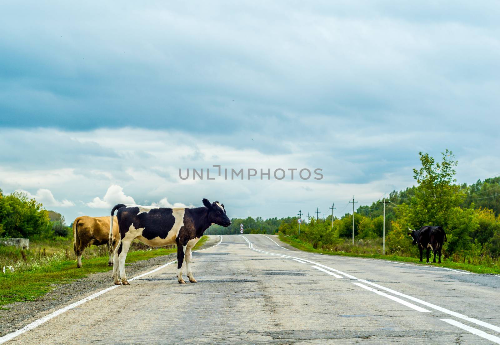 cows crossing the road, danger to cars