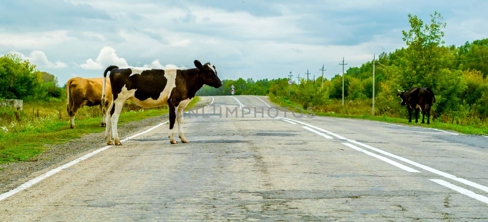 cows crossing the road, danger to cars by jk3030