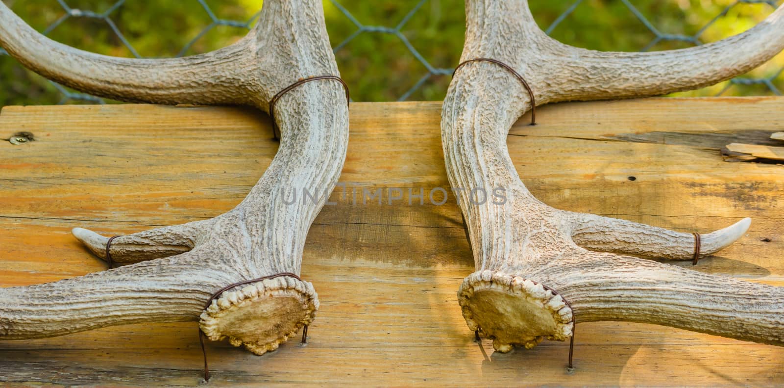 bone base and branching of the horns of a deer