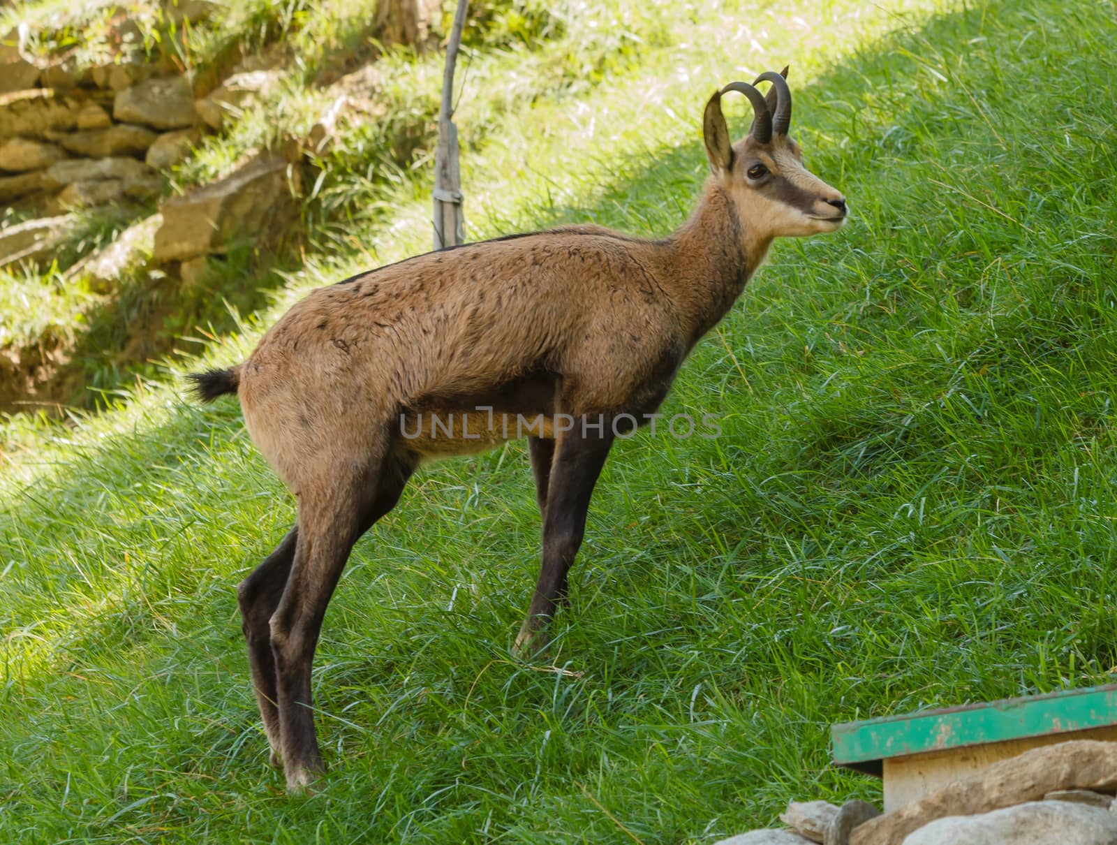 meeting with the  chamois  in a park by grancanaria