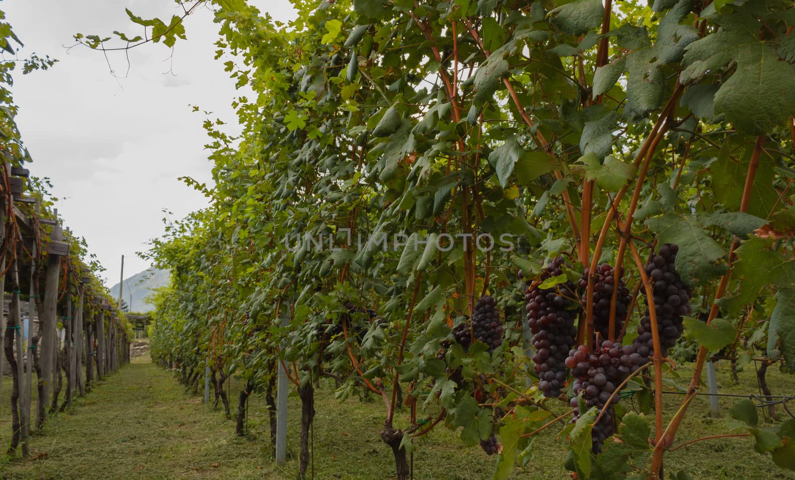 close up of a vineyard by grancanaria