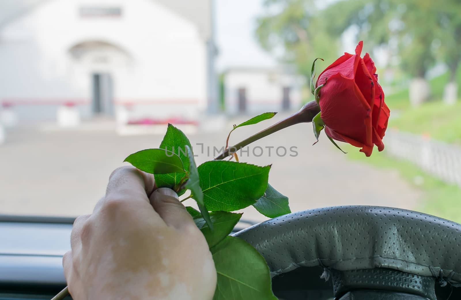 the driver hand in the car behind the wheel holds a red rose flower by jk3030