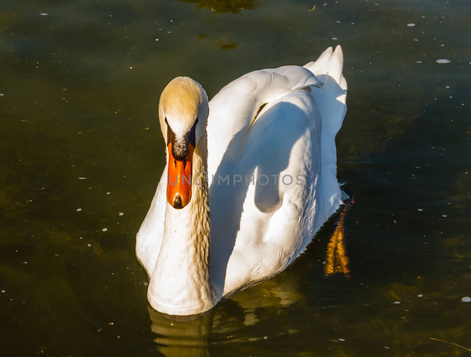 the white swan by grancanaria