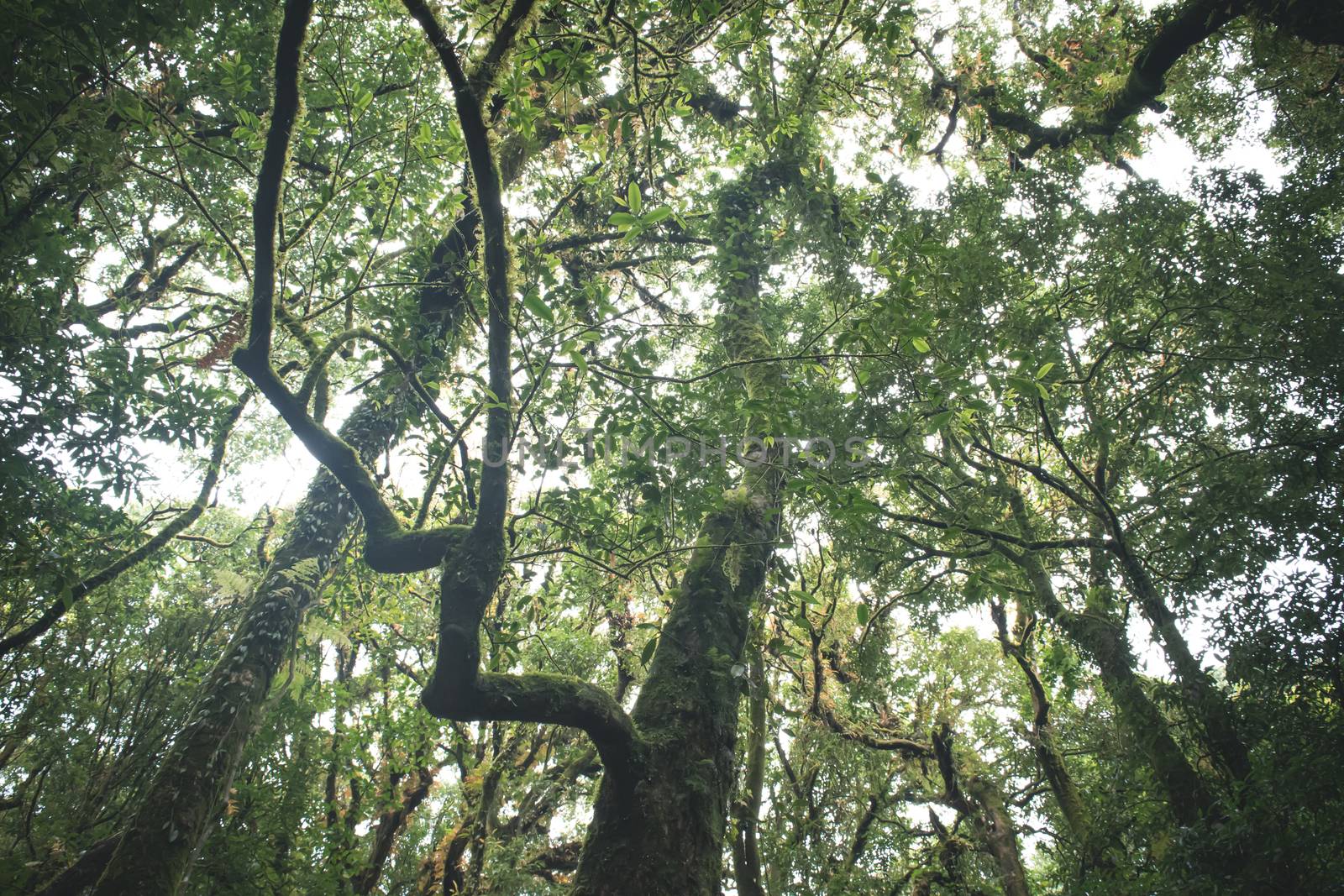 Rainforest in angle of elevation.  The rainforest feels cool and mysterious.