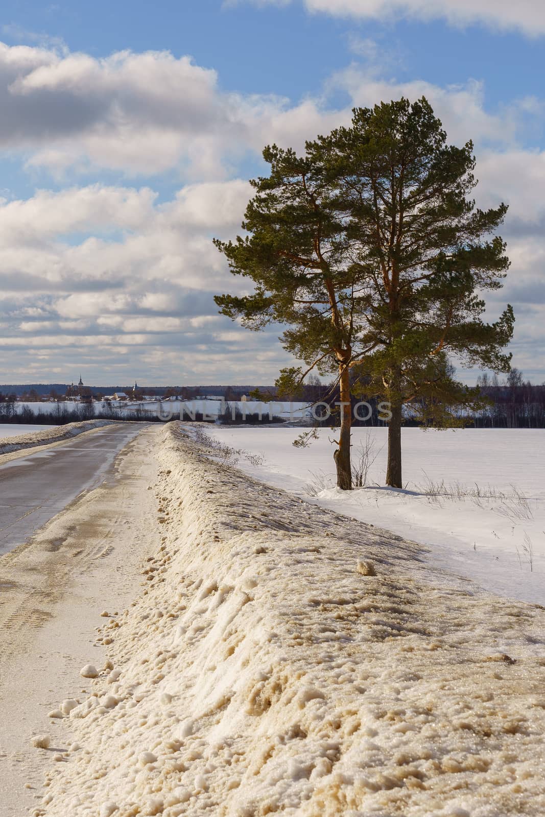 two pines near the road going through a snowy field by VADIM