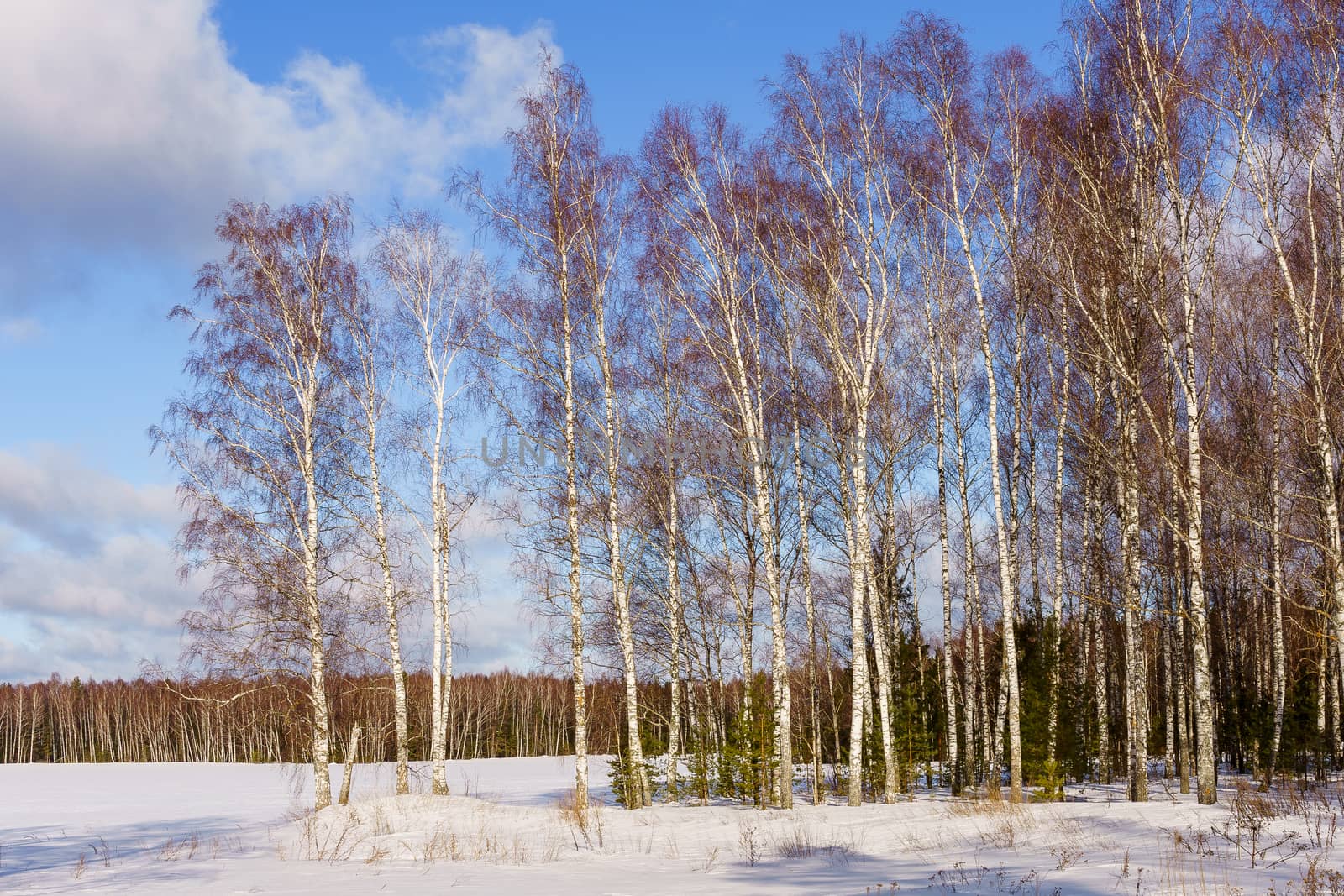 birch trees on a small hill in the middle of a winter field on a sunny day