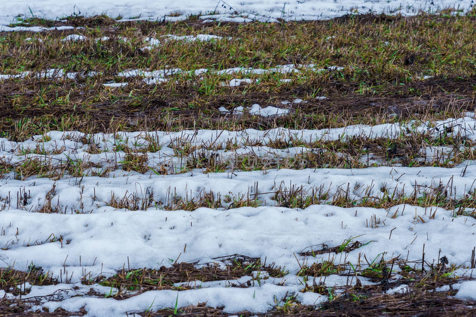 field with melting snow and last year's grass at the end of winter