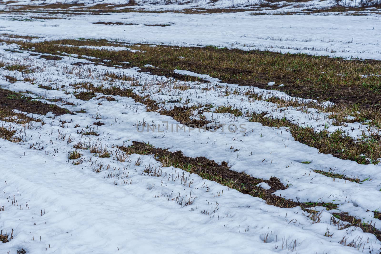 field with melting snow and last year's grass at the end of winter
