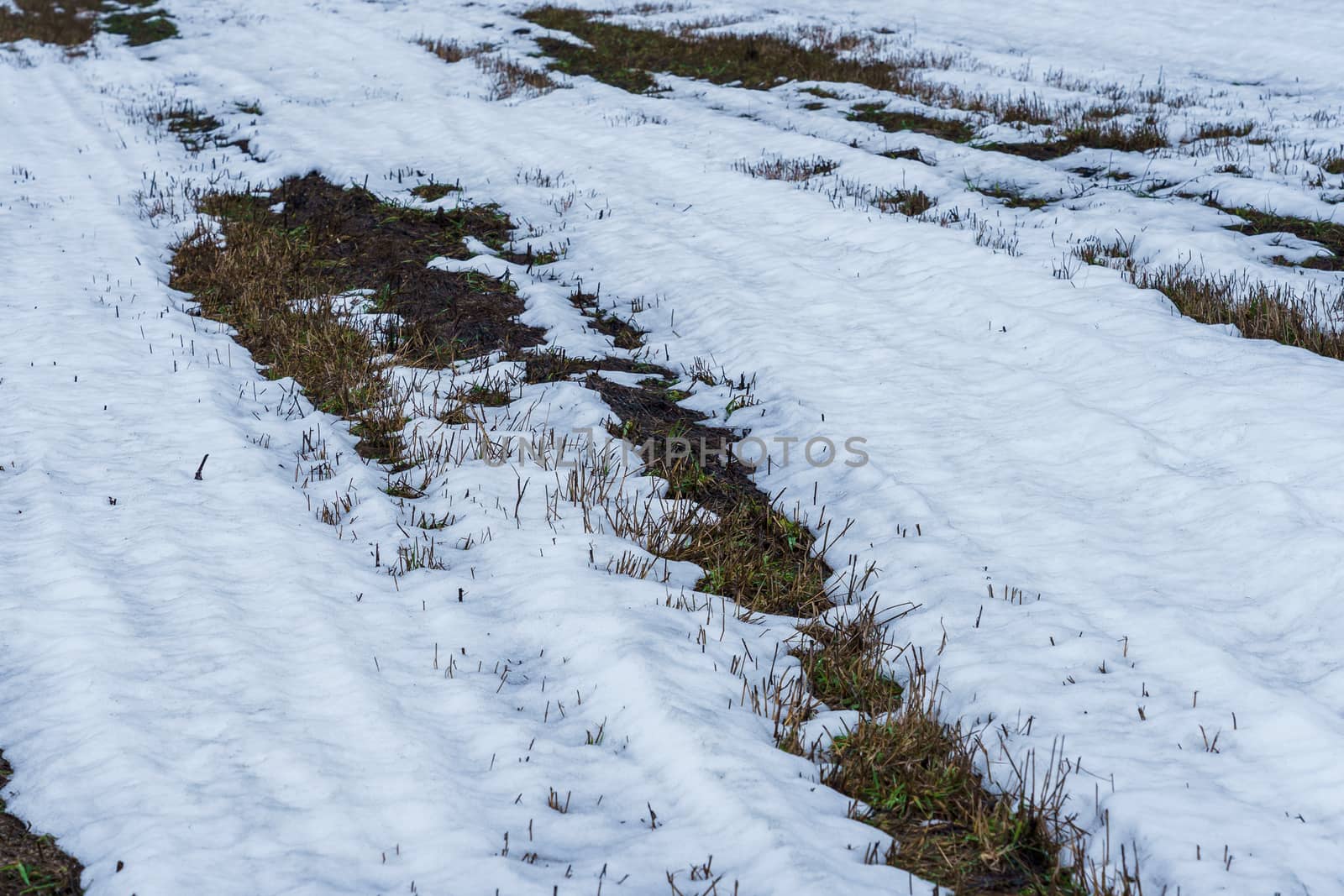 field with melting snow and last year's grass by VADIM
